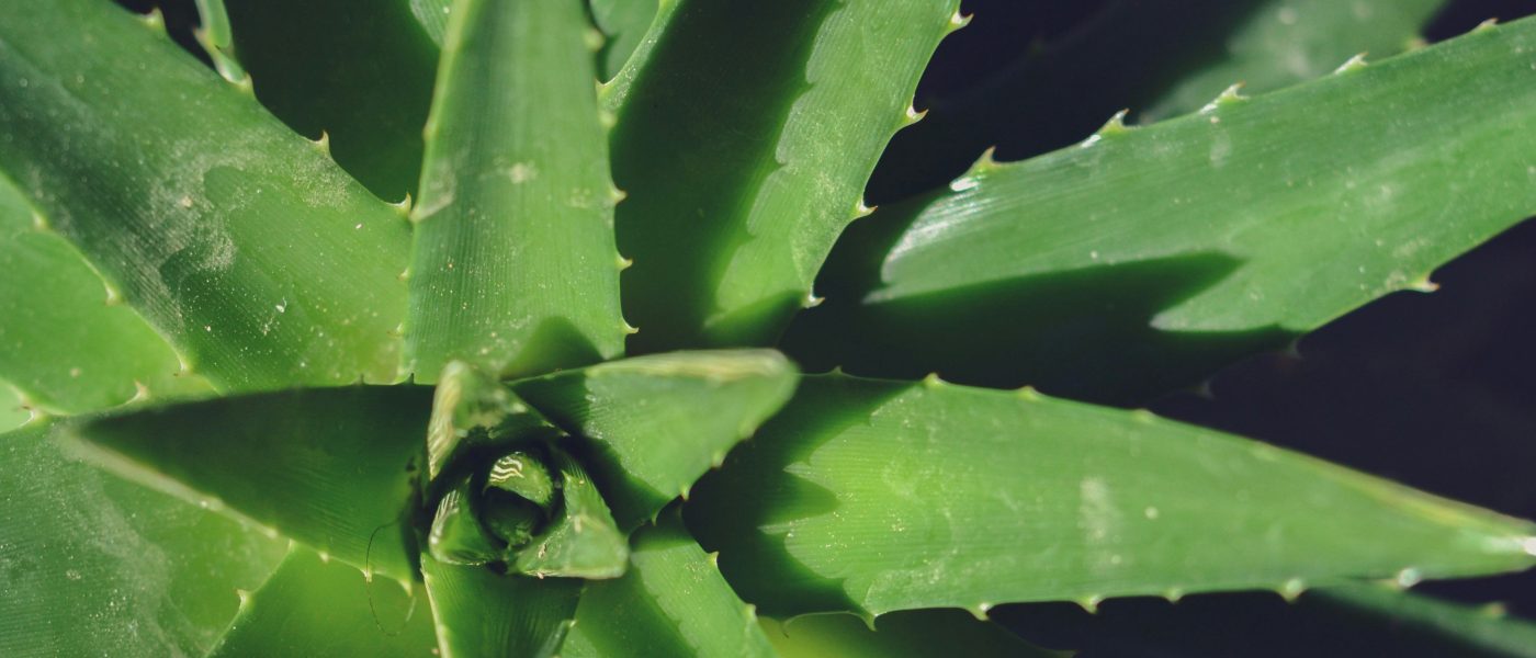 aloe vera